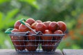 Red cherry tomatoes in a metal shopping basket on a Garden wooden bench. Close-up, natural background. The concept of harvest Royalty Free Stock Photo