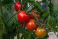 Red cherry tomatoes, ripening on the vine Royalty Free Stock Photo