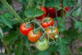 Red cherry tomatoes, ripening on the vine Royalty Free Stock Photo