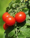 Red cherry tomatoes on a tomato plant Royalty Free Stock Photo