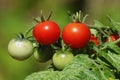 Red cherry tomatoes on a tomato plant Royalty Free Stock Photo