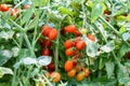 Red Cherry Tomatoes On Vine In Greenhouse Royalty Free Stock Photo