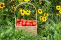 Red cherry tomatoes in a wicker basket in grass near flowers Royalty Free Stock Photo