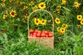 Red cherry tomatoes in a wicker basket in grass near flowers Royalty Free Stock Photo