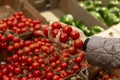 Red cherry tomatoes in a woman\'s hand in a store. Vegetarianism and healthy eating. Close-up Royalty Free Stock Photo