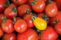 Red cherry tomatoes with a yellow pear tomato on top. Royalty Free Stock Photo