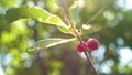 Red cherry on a tree branch with a pair of delicious berries. Close-up. cherry orchard with ripe red berries in summer Royalty Free Stock Photo