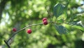 Red cherry on a tree branch with a pair of delicious berries, Close-up. cherry orchard with ripe red berries in summer Royalty Free Stock Photo