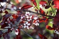 Red Cherry tree with Spring Colour