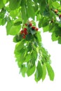 Red cherry Royalty Free Stock Photo