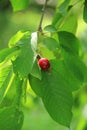 Red cherry Royalty Free Stock Photo