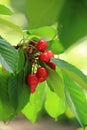 Red cherry Royalty Free Stock Photo