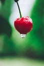 Red cherry with water drop on a green background. Royalty Free Stock Photo