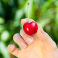 Red cherry in womans hand Royalty Free Stock Photo