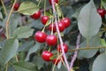 red chery cherry onthe tree