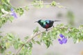 Red-chested Sunbird Cinnyris erythrocercus Perched on a Plant