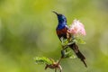 Red-chested Sunbird - Cinnyris erythrocercus