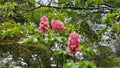 Red chestnut, spring blooming