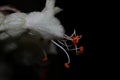 Red Chestnut tree flower close up shot Royalty Free Stock Photo