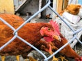 Red chicked in a farm Royalty Free Stock Photo