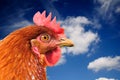 Red Chicken on Blue Sky Background Royalty Free Stock Photo