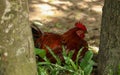 Red Chicken Cock resting on the ground