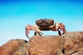 Red chicken crab Royalty Free Stock Photo