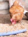 Red chicken on a farm in nature