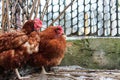 Red chicken farm Royalty Free Stock Photo