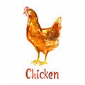 Red chicken, handpainted watercolor illustration isolated on white Royalty Free Stock Photo