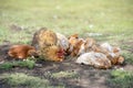 Red chicken mother with chickens digging in the ground, looking for food, resting, lying