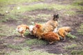 Red chicken mother with chickens digging in the ground, looking for food, resting, lying