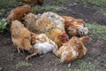 Red chicken mother with chickens digging in the ground, looking for food, resting, lying