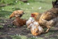 Red chicken (mother) with chickens digging in the ground, looking for food, resting, lying