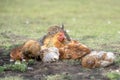 Red chicken (mother) with chickens digging in the ground, looking for food, resting, lying