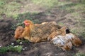 Red chicken (mother) with chickens digging in the ground, looking for food, resting, lying