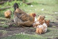 Red chicken mother with chickens digging in the ground, looking for food, resting, lying