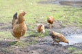 Red chicken mother with chickens walking in a green yard and looking for food