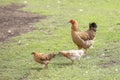 Red chicken mother with chickens walking in a green yard and looking for food