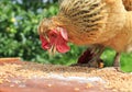 Red chicken pecks Golden wheat grains in summer garden on woode Royalty Free Stock Photo