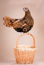 Red chicken sits on the handle of the basket on a beige background Royalty Free Stock Photo