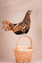 Red chicken sits on a woven basket Royalty Free Stock Photo