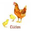 Red chicken with two small poults baby chicks, handpainted watercolor illustration isolated on white Royalty Free Stock Photo