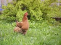 Red chicken walking on the grass on the farm insects