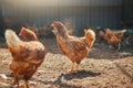 Red chicken walking in paddock at farm