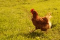 Brown chicken walks on a meadow