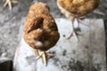 Red chickens with bare necks in a chicken coop. Young chickens breed bare neck in the garden, graze on mowed grass