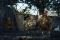 Red chickens behind a fence. Molting hens at a german farm