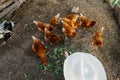 Red chickens eat fresh leaves from the farmer's hands in the chicken coop