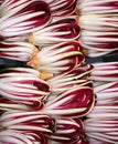 Red chicory called Radicchio Rosso di Treviso in Italy for sale Royalty Free Stock Photo